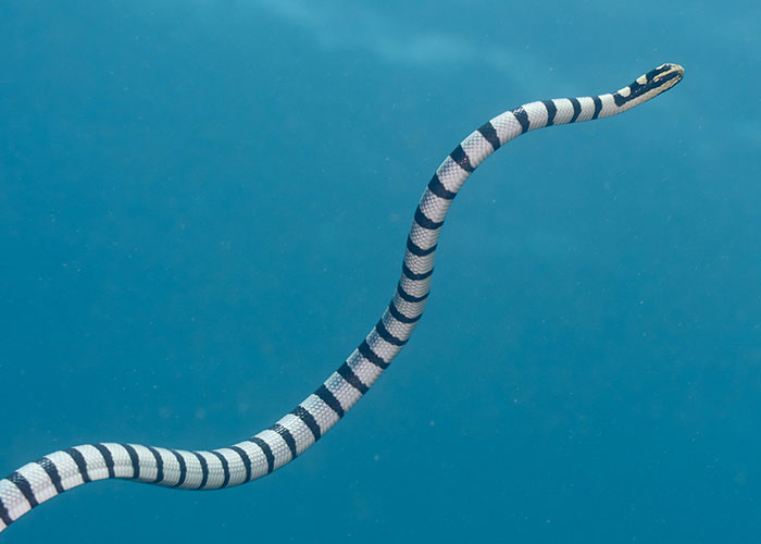 Striped sea snake swimming in ocean.