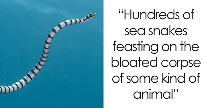“Full Size Refrigerator Just Floating”: 30 Wild Sightings At Sea To Make You Ever-More Cautious