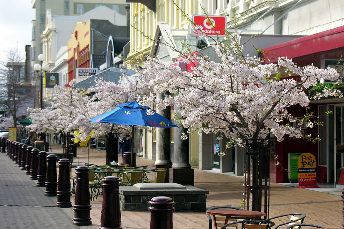 Scenic street view with cherry blossoms in an urban setting for a city country trip.