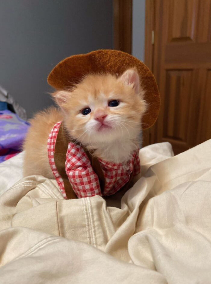 Kitten in a cowboy hat and plaid shirt, showcasing funny stuff on cats.