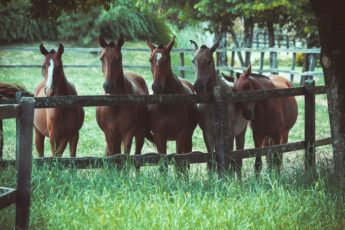 SEO keywords of title identified: "Teachers Crazy Things"
ALT text: "Group of horses standing behind a wooden fence on a grassy field."