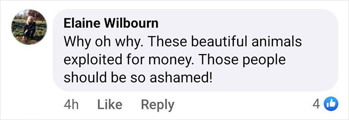 Comment expressing concern over animal exploitation, referencing the baby gorilla rescued at Istanbul Airport in Turkey.