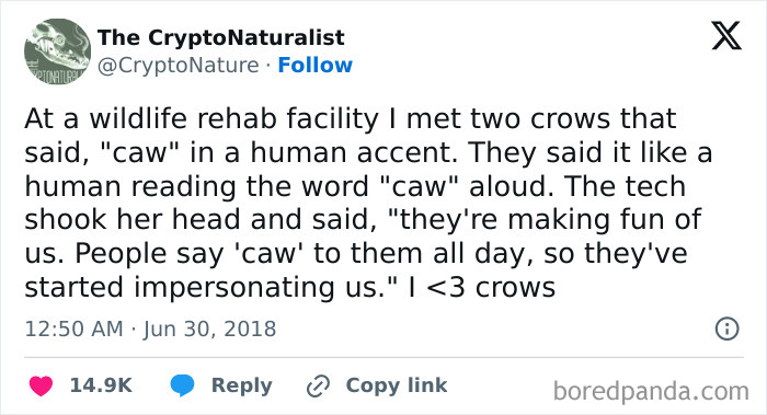 Tweet about unusual things crows do, like mimicking human accent by saying "caw" at a wildlife rehab facility.