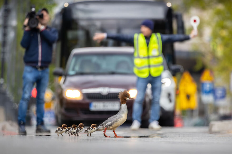 Award-winning wildlife photo of ducks crossing a street, assisted by traffic personnel, with a camera operator filming.