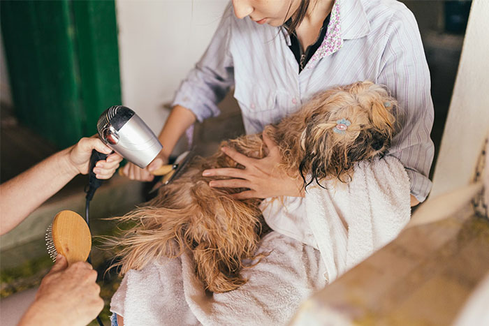 Person grooming a dog with a hairdryer and brush, showcasing a high-earning occupation.
