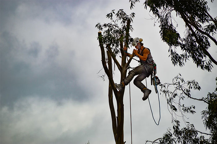 Individual climbing a tree for work, showcasing a unique way people earn $10K and above monthly.