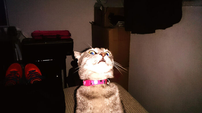 Cat with wide eyes staring upward, wearing a pink collar, in a dimly lit room.