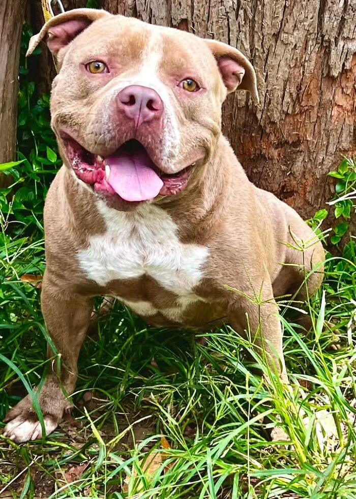 Pit bull sitting in grass with a happy expression, highlighting the need for rescue support. Pit bull sitting in grass with a happy expression, highlighting the need for rescue support.
