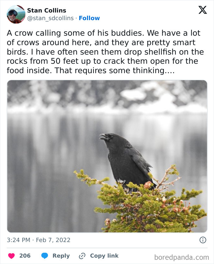 A crow perched on a branch by the water, showcasing smart unusual behavior.