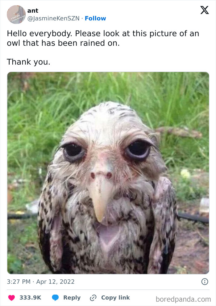 Funny-Relatable-Ig-Animal-Memes