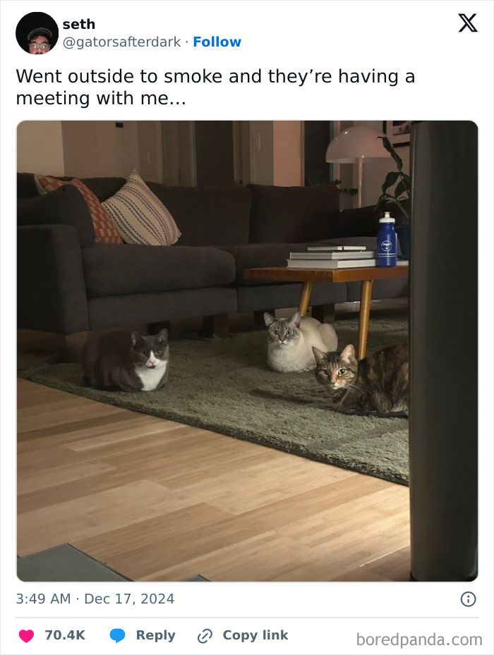 Three cats sitting on a rug in a cozy room, as if having a meeting.