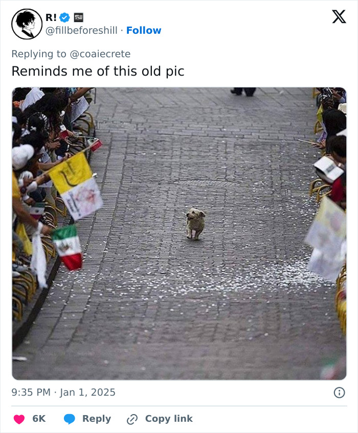 Guards Break Into Applause As Adorable Stray Dog Becomes First To Cross Romania-Hungary Border Guards Break Into Applause As Adorable Stray Dog Becomes First To Cross Romania-Hungary Border