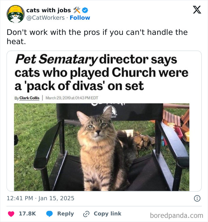 Cat sitting on director's chair with headline about cats being divas on set, highlighting funny tweets.