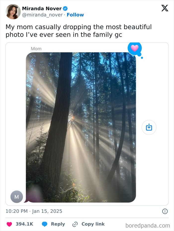 Tweet about a funny January moment, featuring sun rays through trees in a forest.