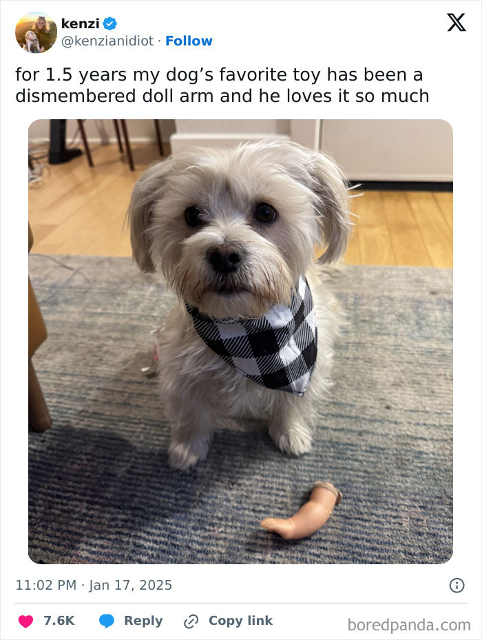 Dog wearing a checkered bandana with a dismembered doll arm toy, illustrating funny tweets about surviving January.