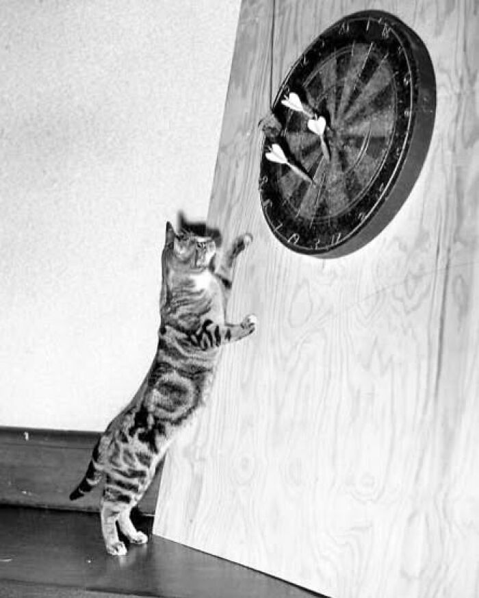 Vintage photo of a curious cat standing on hind legs, examining a dartboard closely.