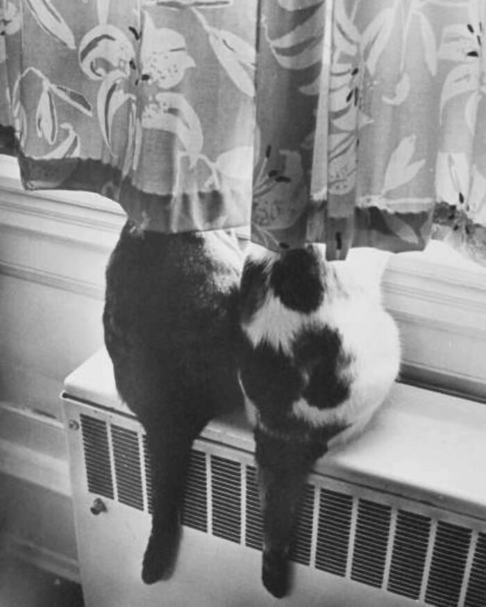 Vintage photo of two cats sitting on a radiator, peering outside through a patterned curtain.