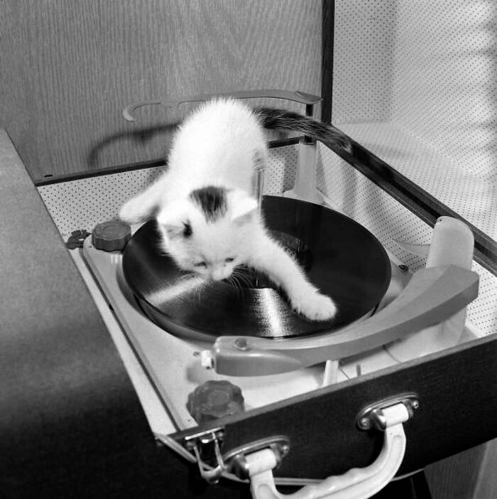 Vintage photo of a playful cat on a record player, captured by a journalist.