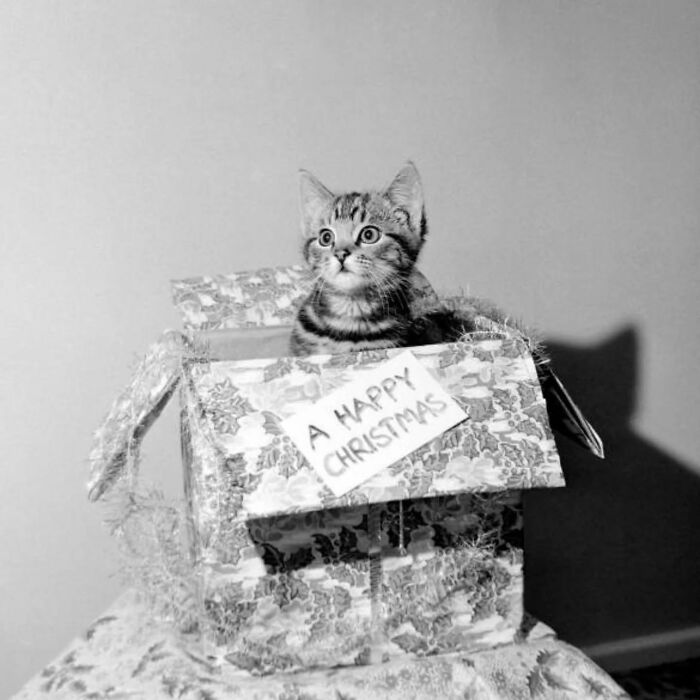 Vintage photo of a cat in a Christmas gift box with a "Happy Christmas" sign.