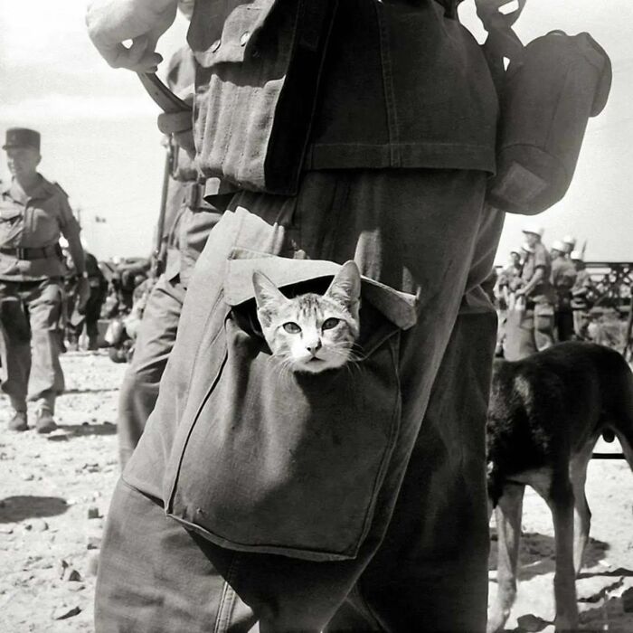A vintage photo showing a cat peeking out from a soldier's pocket, illustrating timeless feline behavior.