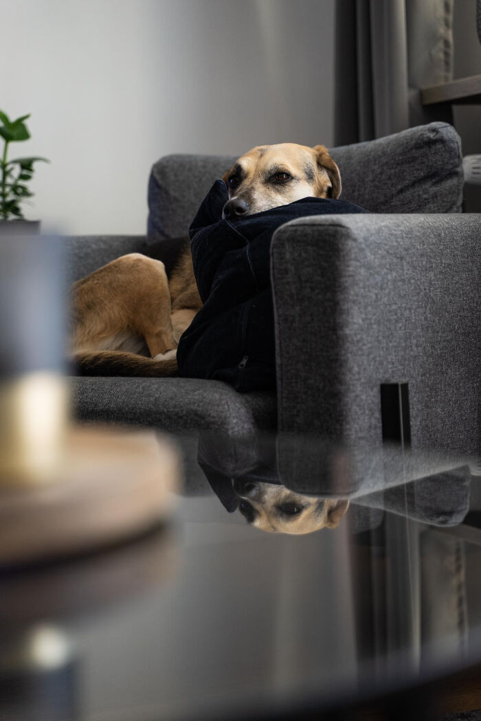 Dog wrapped in a blanket on a gray couch, reflecting the strange rules some people have in their homes.