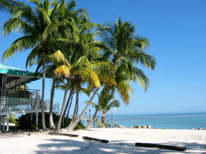 Palm trees on a sandy beach in Florida with clear blue skies and ocean, showcasing amazing views states can offer.
