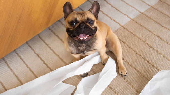 French bulldog sitting on a carpet next to torn paper, illustrating strange home rules involving pets.