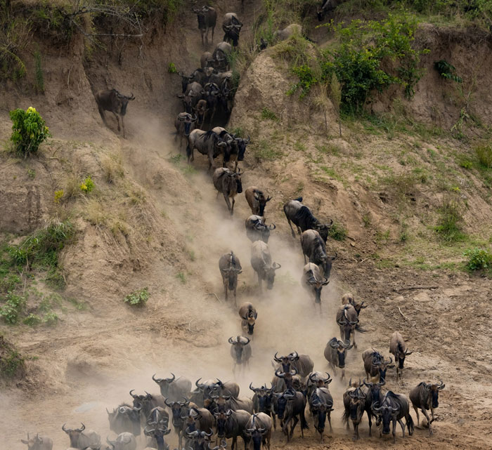 Herd of wildebeests crossing a dusty slope, illustrating stories of survival due to sacrifice shared by people.