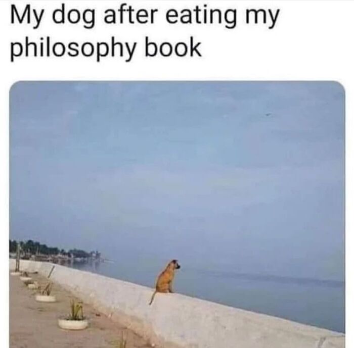 Dog sitting on a seawall gazing at the ocean, with a humorous meme caption involving philosophy book. Mood booster meme.