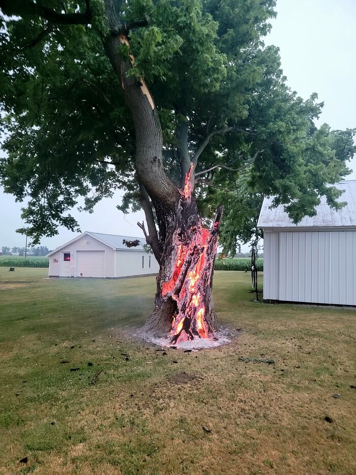 Burning tree struck by lightning, surrounded by green landscape, highlighting nature disaster resilience.