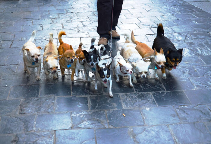 A person walking a group of small dogs on a leash, highlighting a busy city sidewalk.
