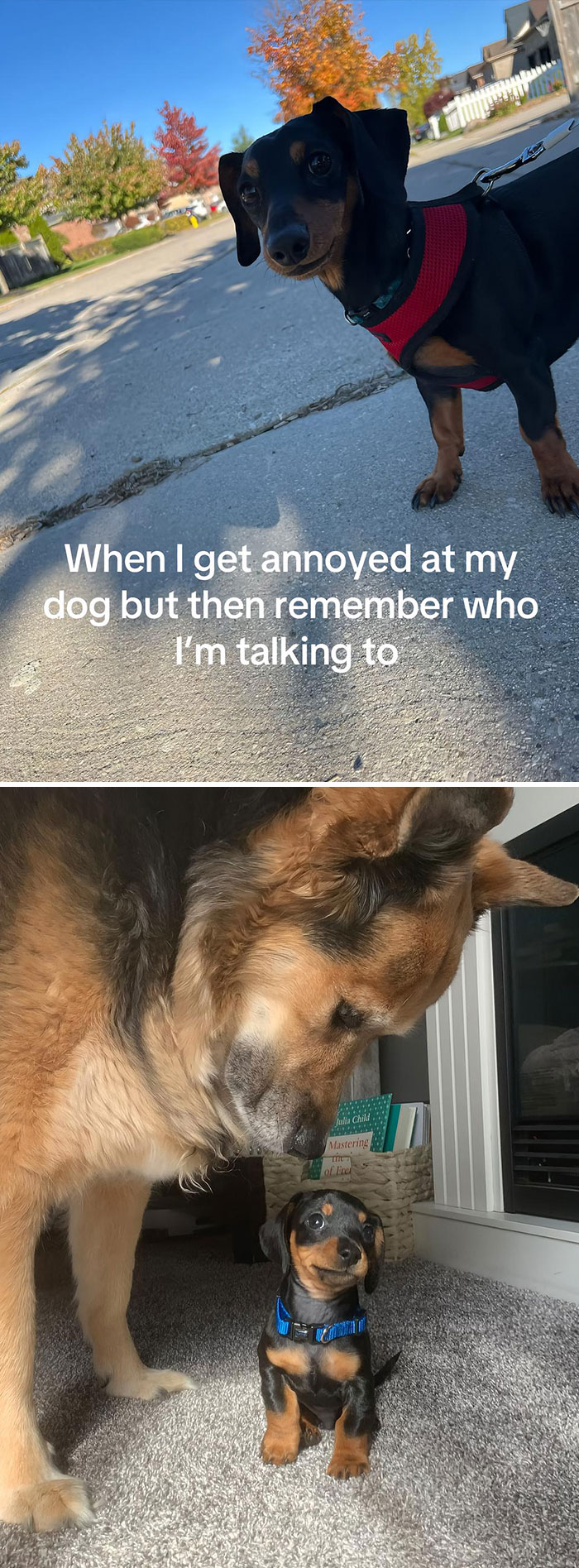 Pet-Annoys-Remember-Who-Im-Talking-To-Trend-TikTok