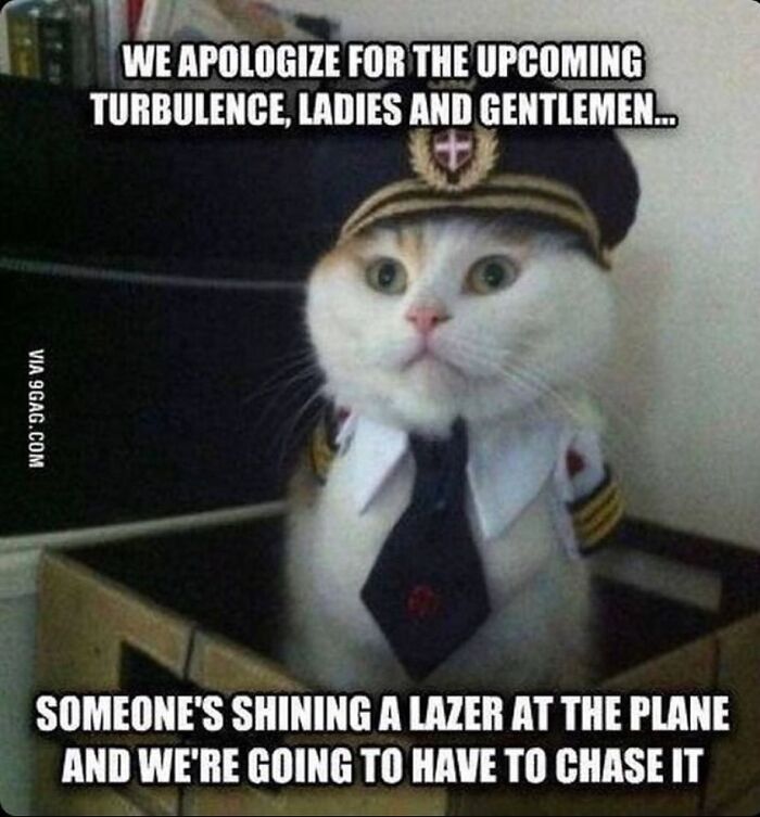 Cat dressed as a pilot humorously captioned, part of hardworking felines collection.