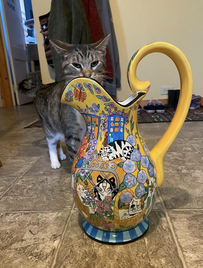 Colorful jug with cat illustrations in front, real cat in background, showcasing weird and wonderful secondhand finds.