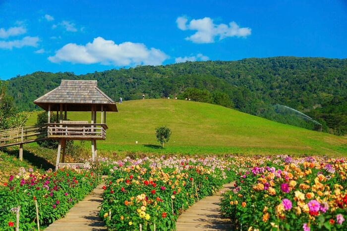 The Florest Overview