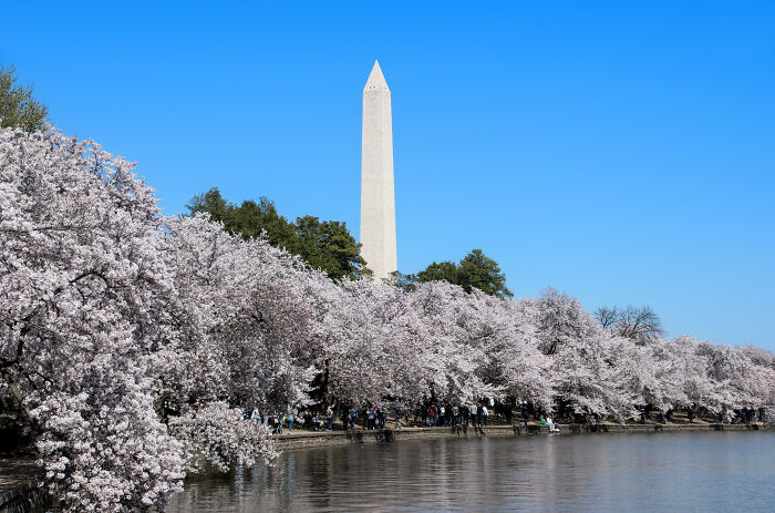 Cherry blossoms and Washington Monument under a clear blue sky, showcasing amazing views in the United States.