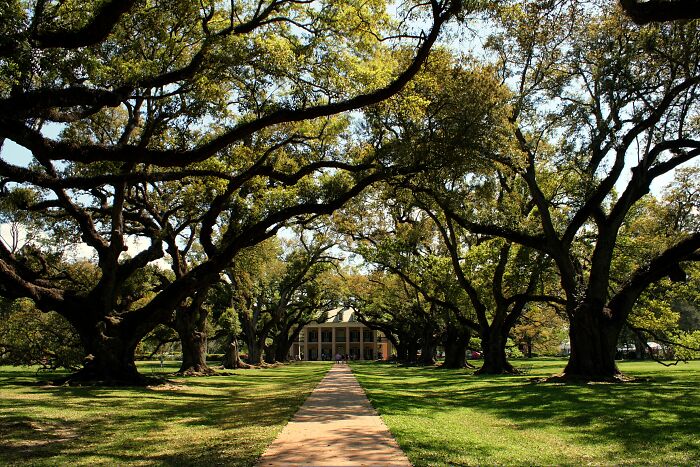 Pathway lined with large oak trees leading to a historic house, showcasing amazing views in the southern states.