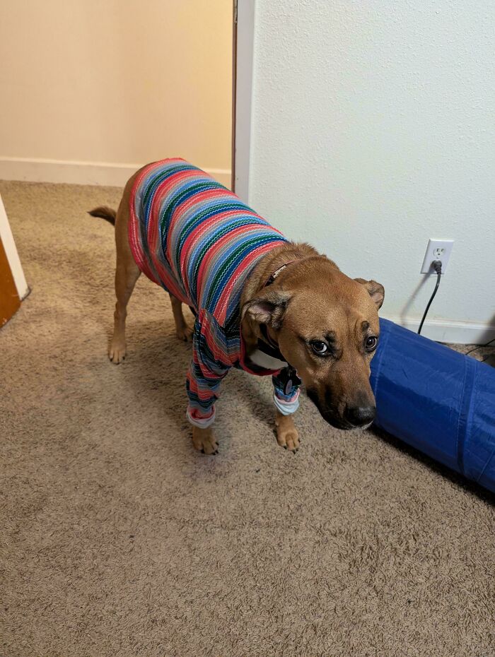 Dog in a colorful striped outfit looking perplexed with a bent posture.