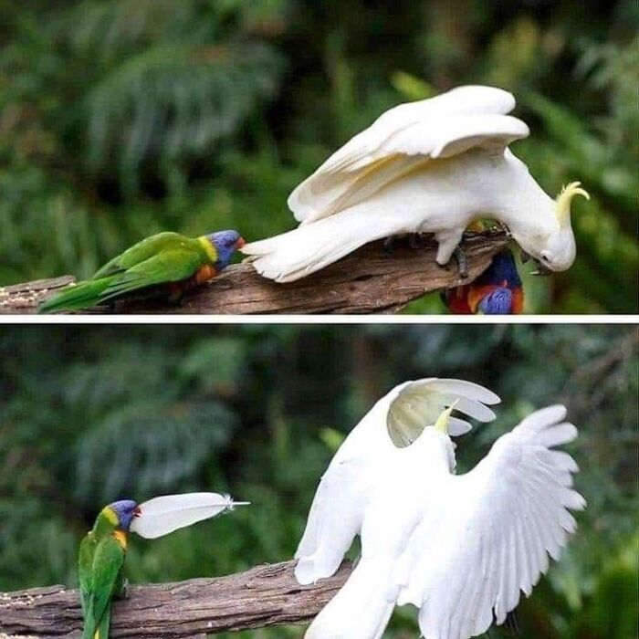 Colorful bird playfully pulling white bird's tail on a branch.