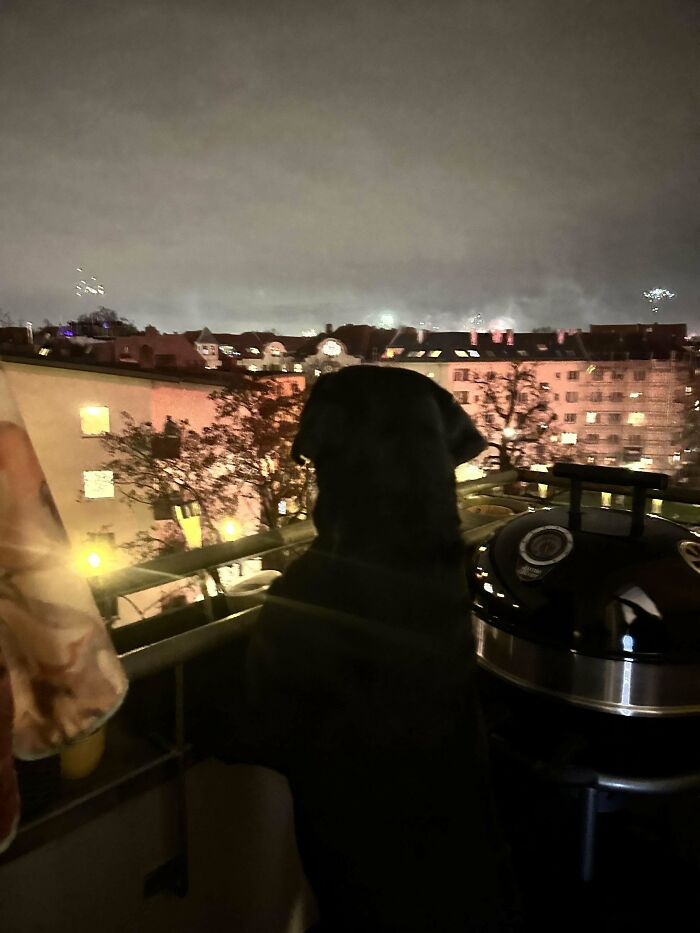 Dog looking out over city lights at night from a balcony.
