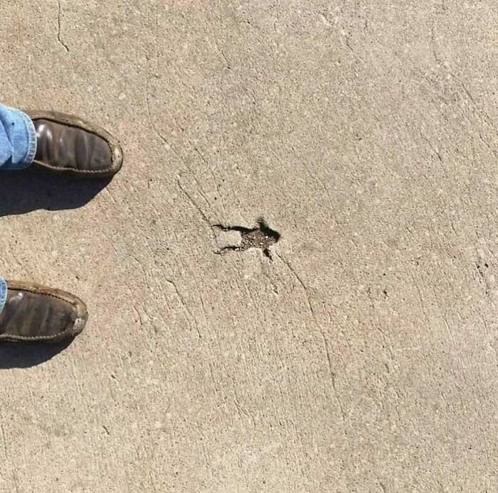 Feet wearing brown shoes next to a small, detailed lizard-shaped hole in concrete, illustrating random photos to process.