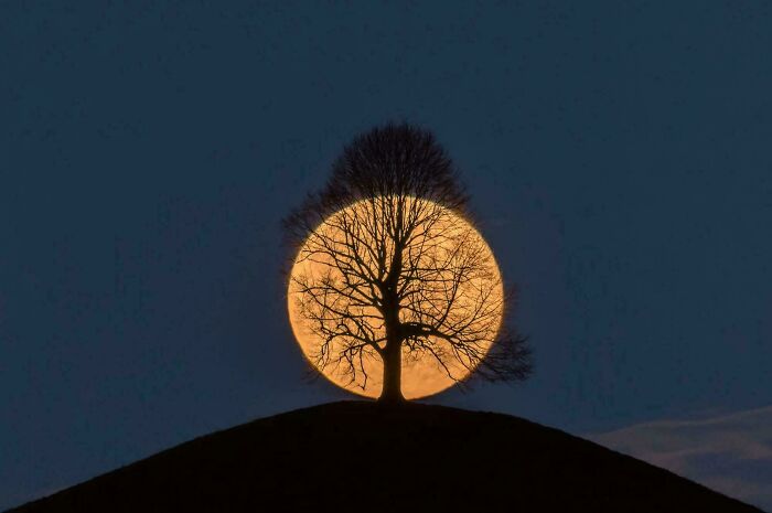 Tree silhouetted against a large full moon, creating a fascinating visual effect.