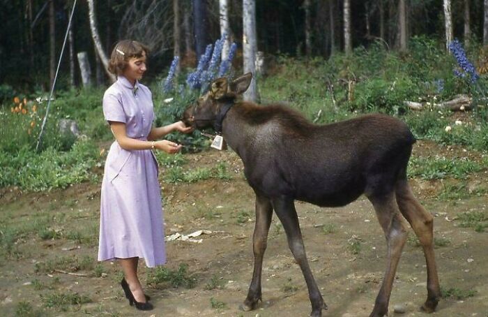 Woman in a vintage dress feeding a young moose in a forest, exemplifying fascinating historical pics.