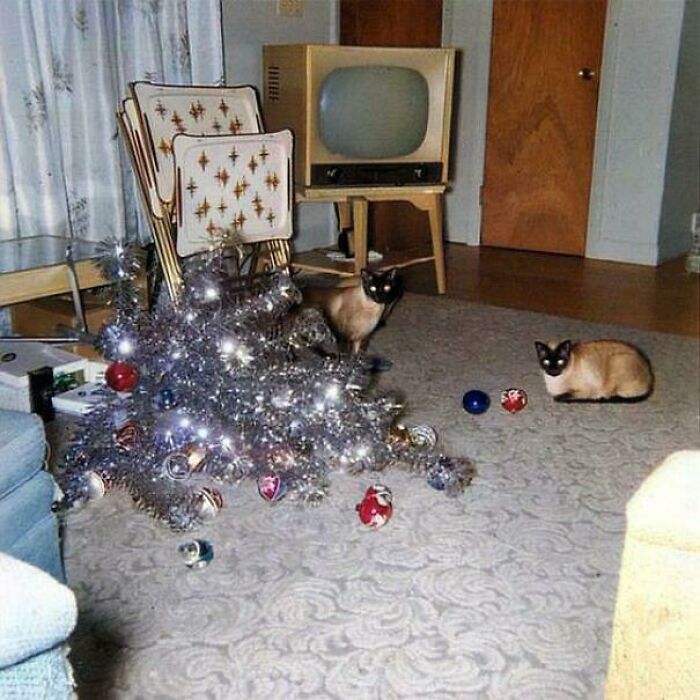 Two Siamese cats near a toppled vintage Christmas tree, retro TV in the background.