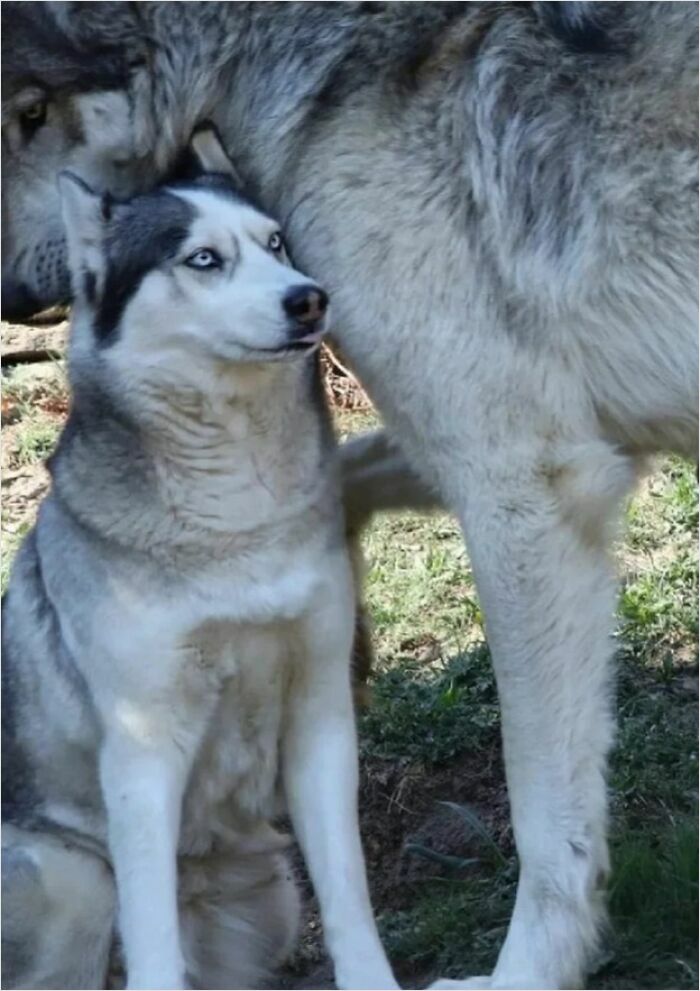 A large wolf standing next to a smaller husky under the sunlight, showcasing the contrast between their sizes.