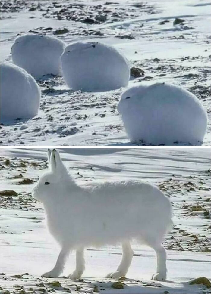 Fluffy arctic hares in the snow, showcasing absolute units of nature.