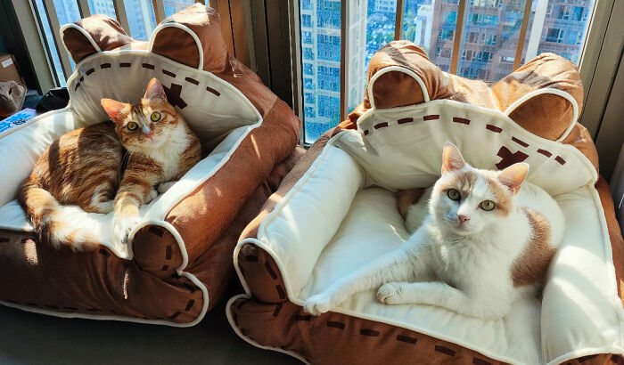 Two spoiled pets, cozy cats lounging in their plush, bear-shaped beds by a sunny window.