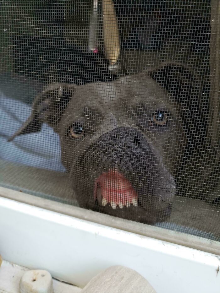Dog pressing its face against a window screen, showing teeth in a humorous manner.