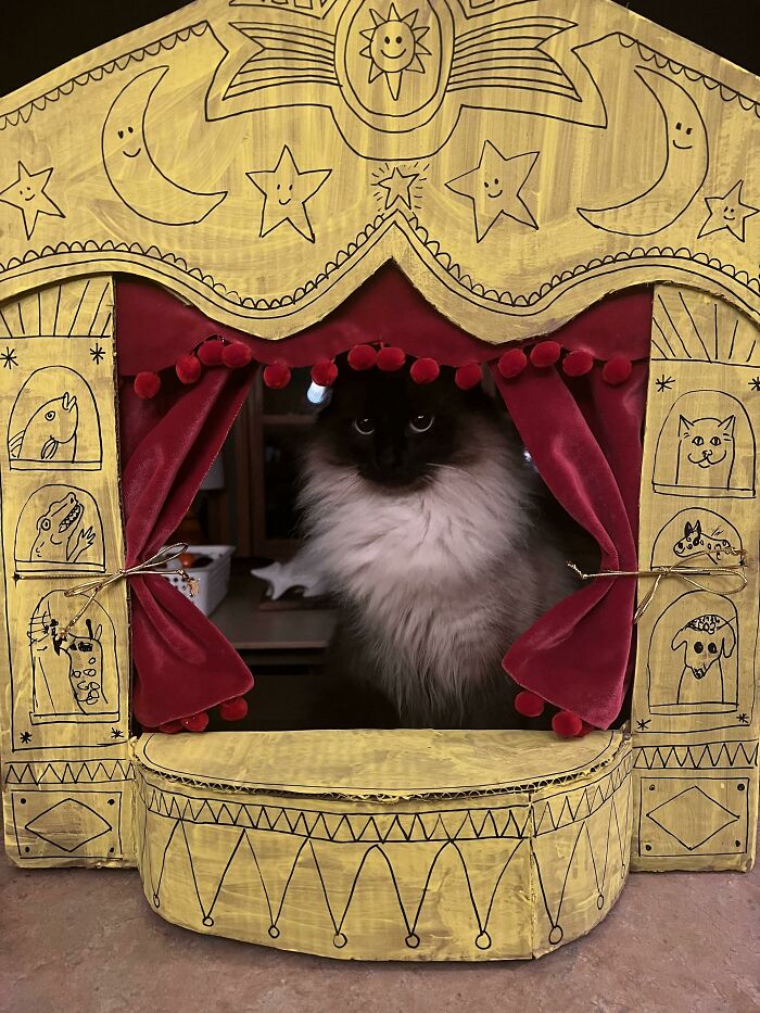 Fluffy cat, a spoiled pet, sitting behind a toy theater stage with red curtains and whimsical illustrations.