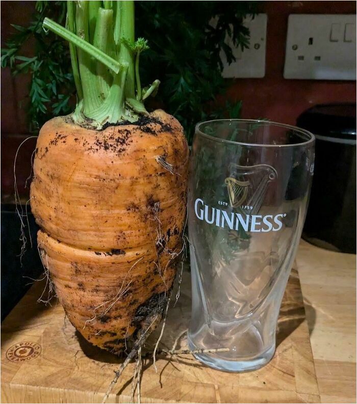 An oversized carrot, an example of absolute units things, next to a Guinness glass on a wooden board.